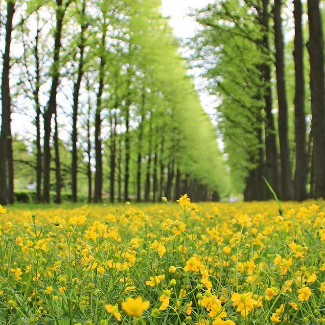 Blick entlang der Lindenallee im Französischen Garten Celle mit gelben Frühlingsblumen im Vordergrund 