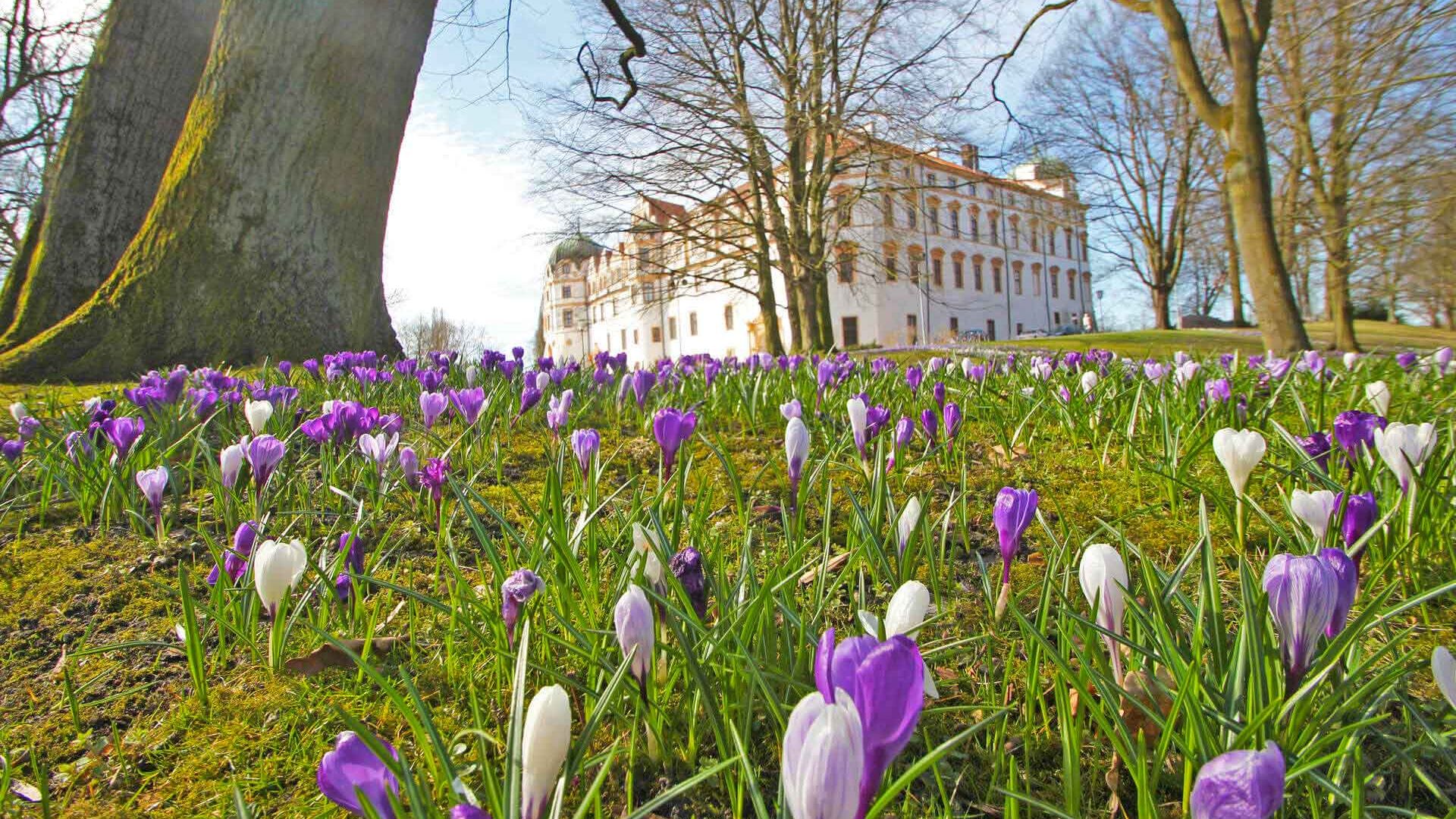 Blühende Krokusse im Schlosspark Celle vor dem Schloss