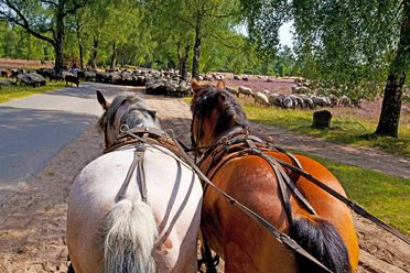 Zwei Pferde ziehen eine Kutsche durch die blühende Südheide bei Celle, im Hintergrund eine Heidschnuckenherde auf dem Weg.