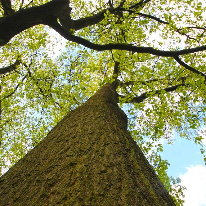 Blick entlang eines hohen Baumes mit frischem Laub im Französischen Garten Celle