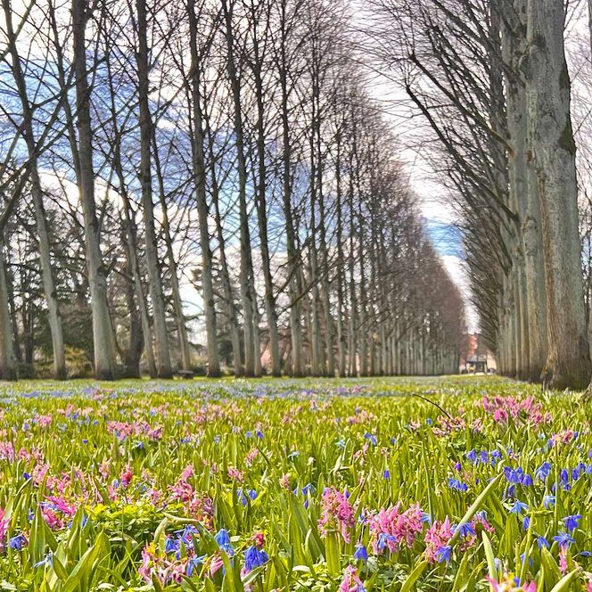 Lindenallee im Französischen Garten Celle mit blühenden Frühlingsblumen