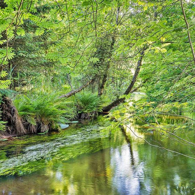 luss Örtze umgeben von grünem Wald in Müden