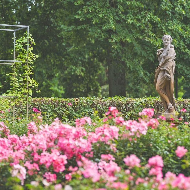 Rosengarten im Französischen Garten Celle mit blühenden rosa Rosen, einer Steinskulptur und grüner Naturkulisse.