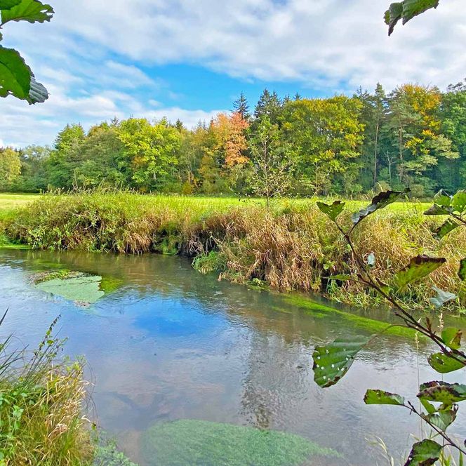 Das Bild zeigt die Örtze, die durch die grüne Landschaft mit einem Wald im Hintergrund fließt. Das Wasser des Flusses ist ruhig und reflektiert den Himmel und die umliegenden Bäume. An den Ufern des Flusses wachsen hohe Gräser und grüne Pflanzen. 