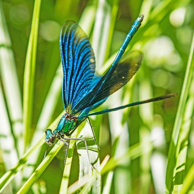 Blaue Prachtlibelle im Ufergras an der Örtze in der Südheide.